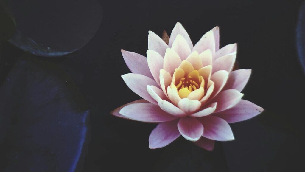 A serene close-up of a pink lotus flower in full bloom floating on dark water, symbolizing beauty and tranquility.