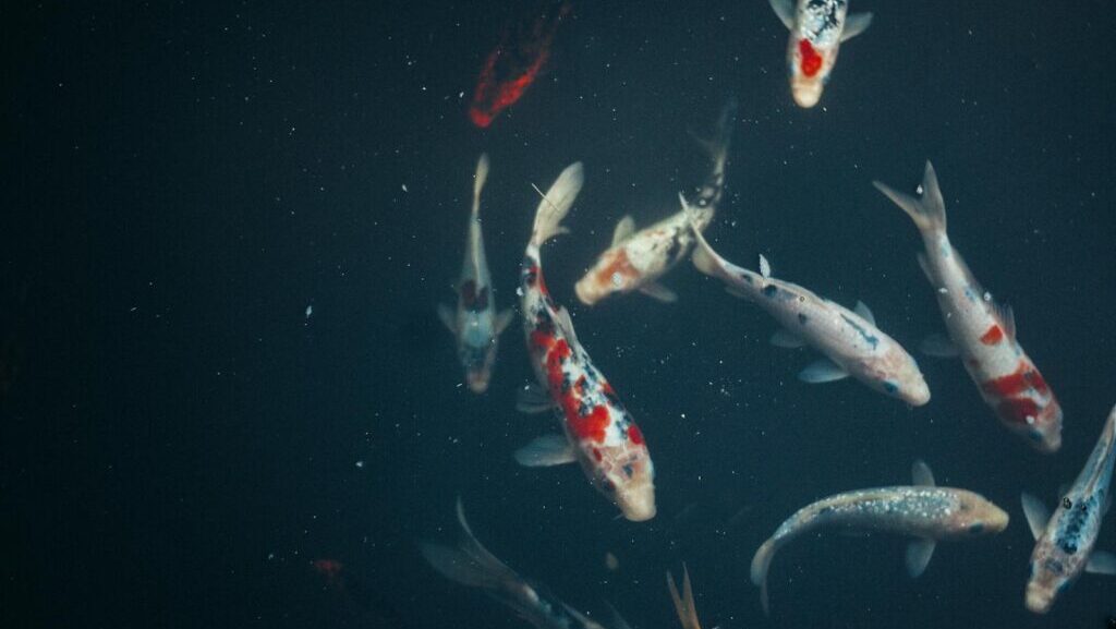 『OSM & ワークショップ』を終えて