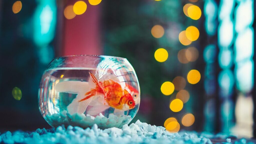 red and white fish in fish tank