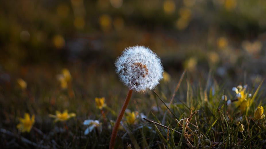 A serene close-up of a dandelion clock in a lush meadow, captured with soft lighting.