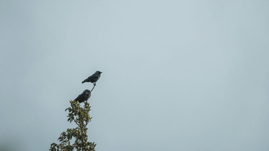 アラノンの第四ステップ（1）イントロダクション