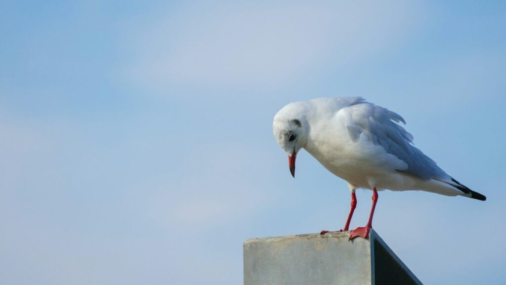アラノンの第七ステップ（1）予の辞書にaskという言葉はない