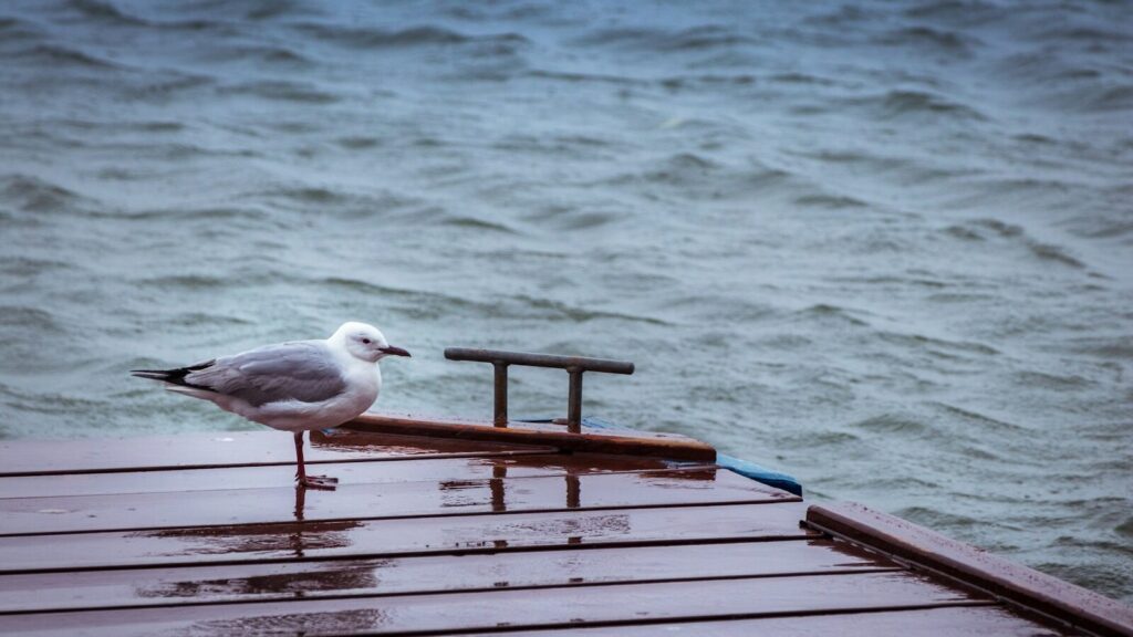 助けを求めるということ