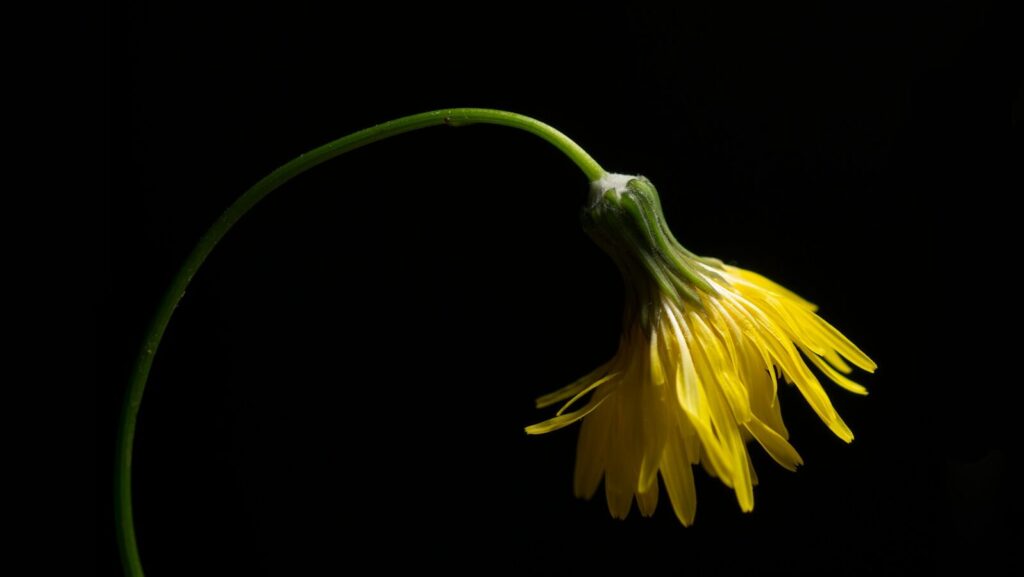 『Al-Anon Study Meeting』よりお知らせ