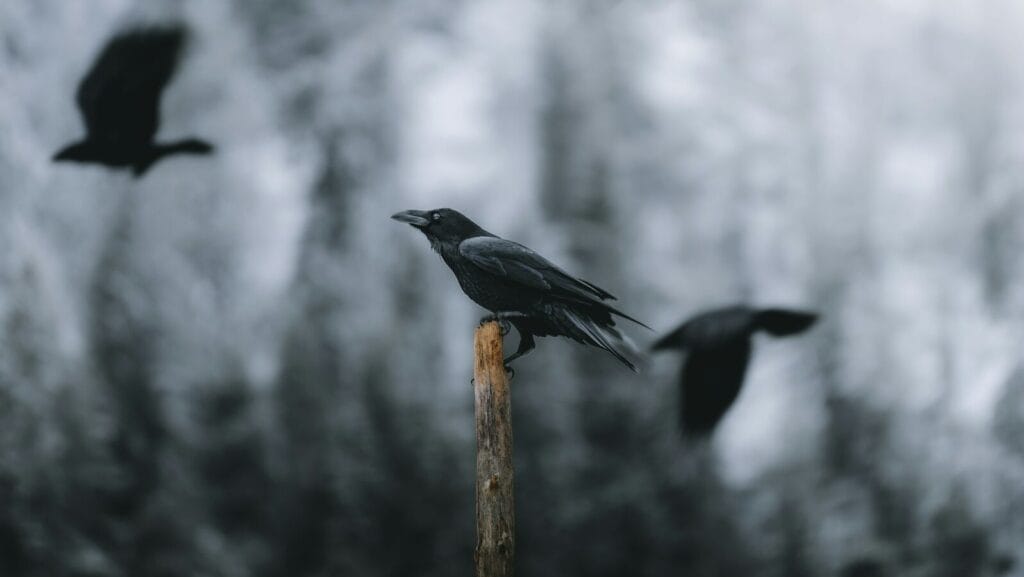 アラノンの第九ステップ（1）イントロダクション