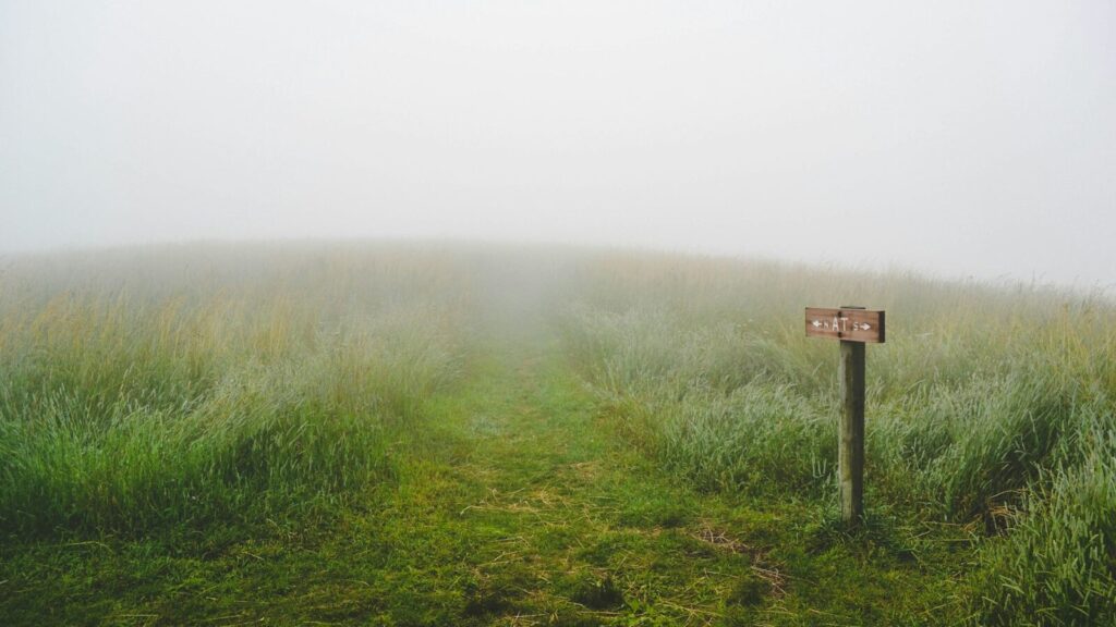 green grass field during fog