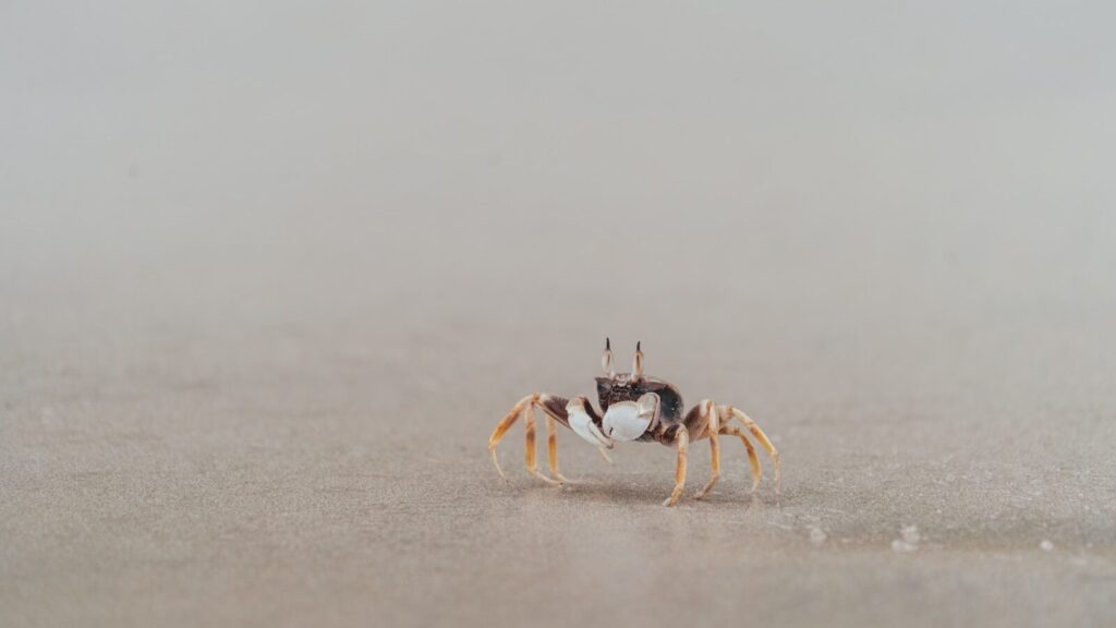 a crab on a beach in the middle of the day